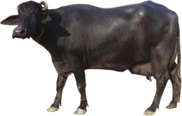 buffalo-min cow