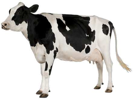 hf-min cow